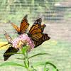 Monarchs land on milk weed