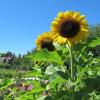Sunflowers in the Great Garden